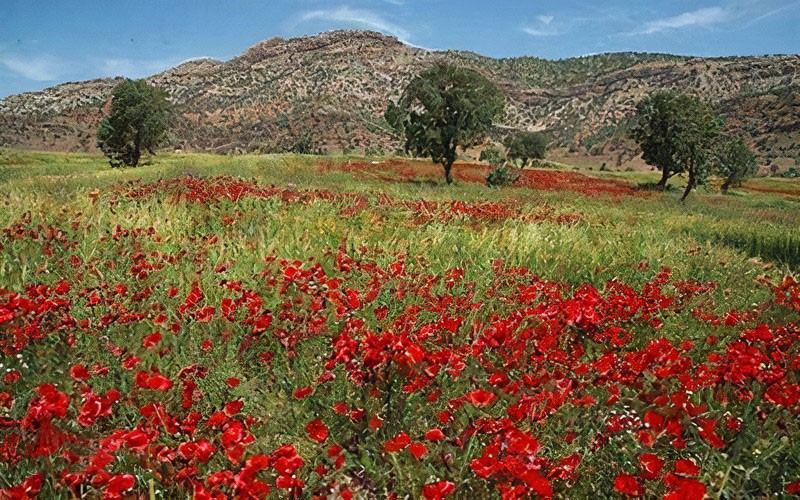 دشت شقایق شهریار